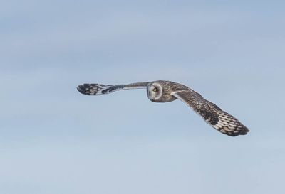 Short-eared Owl