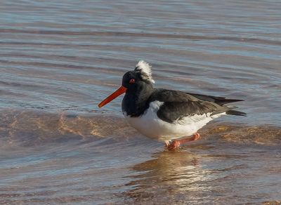 Oystercatcher (aberrant)