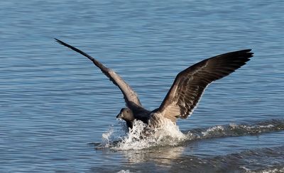Pale-bellied Brent