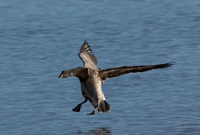 Pale-bellied Brent
