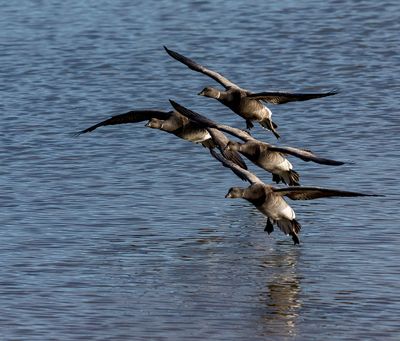 Pale-bellied Brent