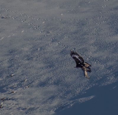 Golden Eagle