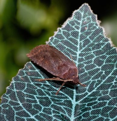 Chestnut (Conistra vaccinii)