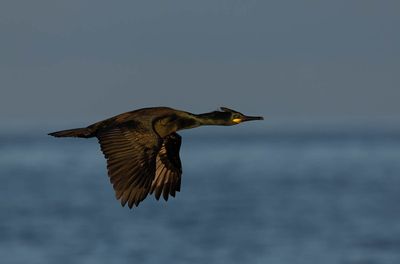 Shag