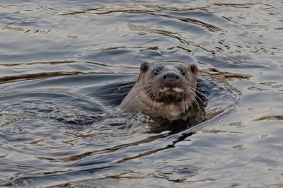 Otter