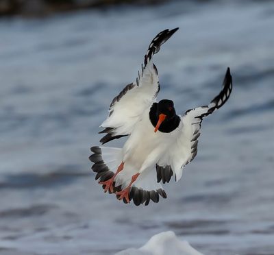 Oystercatcher