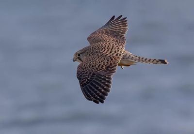 Kestrel