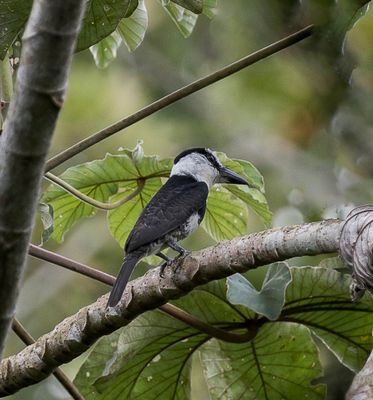 White-necked Puffbird