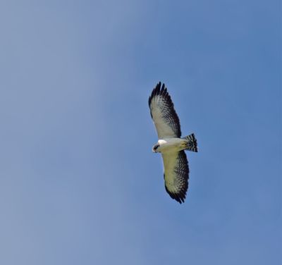 Short-tailed Hawk