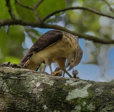 Yellow-headed Caracara
