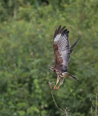 Snail Kite (juvenile)