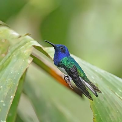 White-necked Jacobin