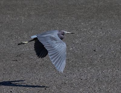 Little Blue Heron