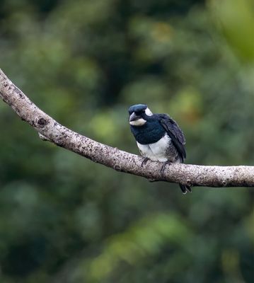Black-breasted Puff Bird