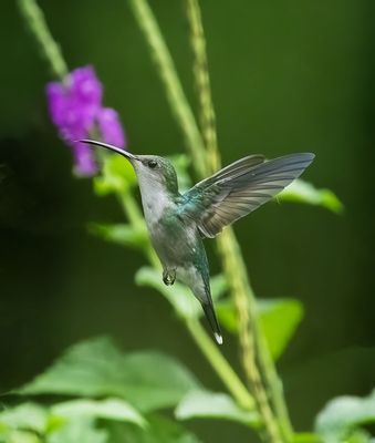 Violet-crowned Woodnymph (female)