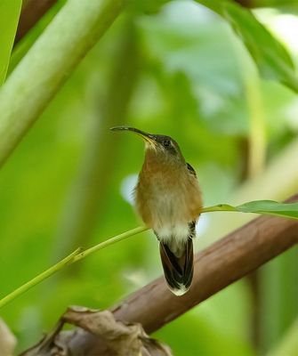 Rufous-breasted Hermit