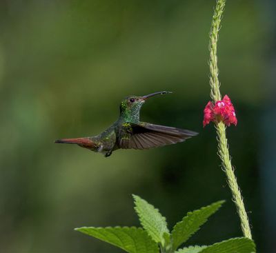 Rufous-tailed Hummingbird