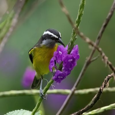 Bananaquit