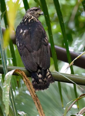 Great Black-hawk (juvenile)