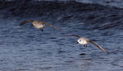 Dunlin