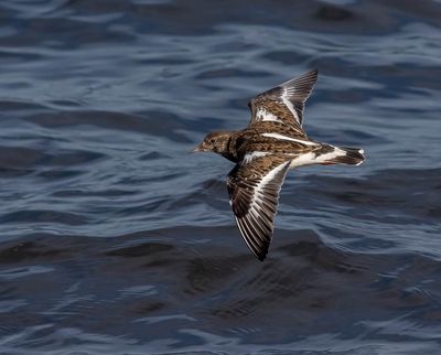 Turnstone