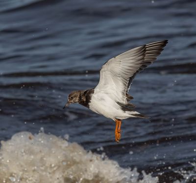 Turnstone