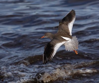 Redshank