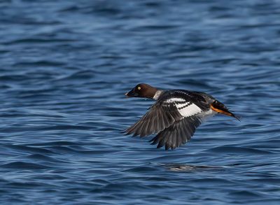 Goldeneye