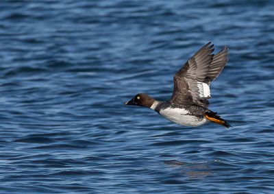 Goldeneye