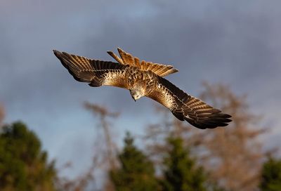 Red Kite