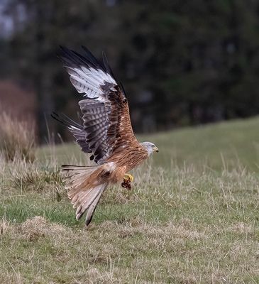 Red Kite