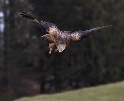 Red Kite