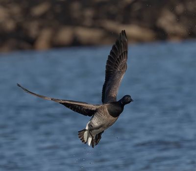 Pale-bellied Brent
