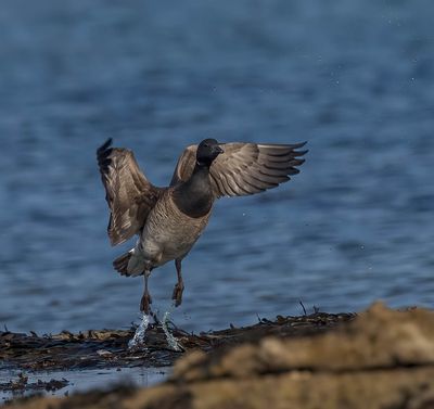 Pale-bellied Brent