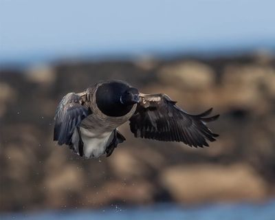 Pale-bellied Brent
