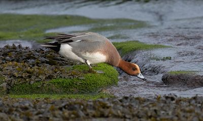 Wigeon