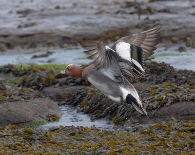 Wigeon