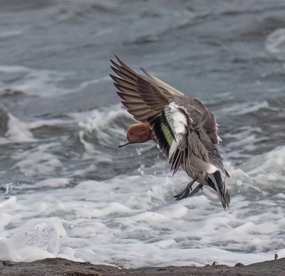 Wigeon
