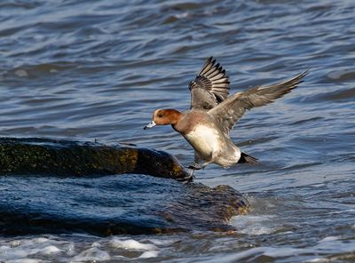 Wigeon