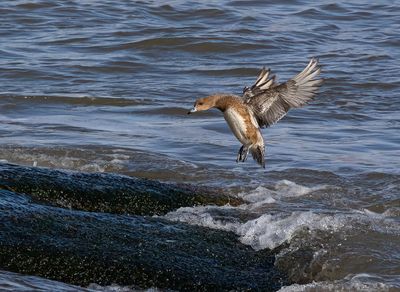 Wigeon