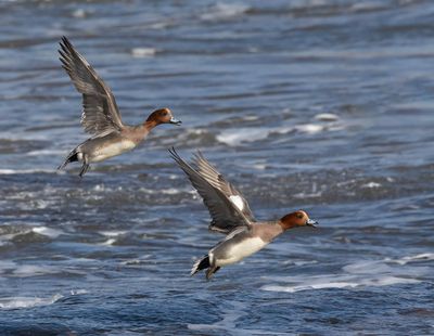 Wigeon