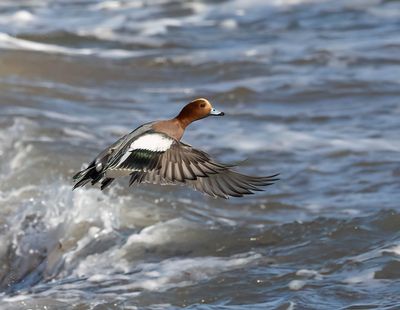 Wigeon