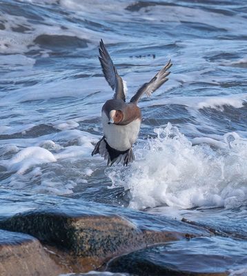 Wigeon