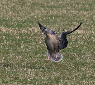 Pink-footed Goose