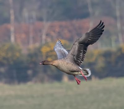 Pink-footed Goose