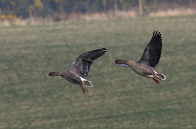 Pink-footed Geese