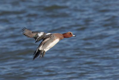 Wigeon