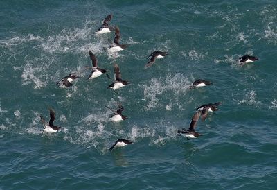 Razorbills