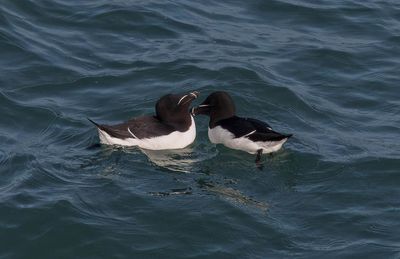 Razorbills