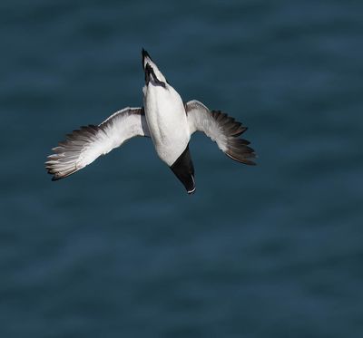 Razorbill